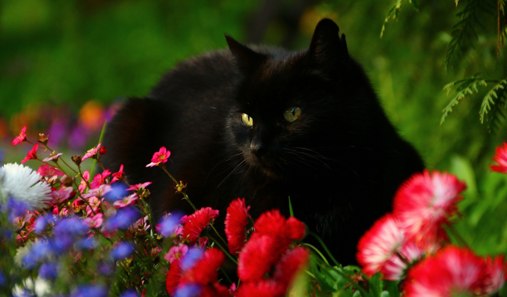 Красивый черный кот в цветах 