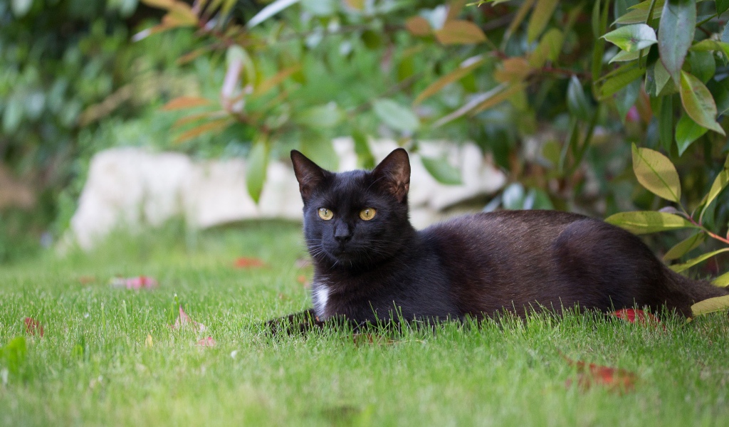 Черный кот лежит на зеленой траве 