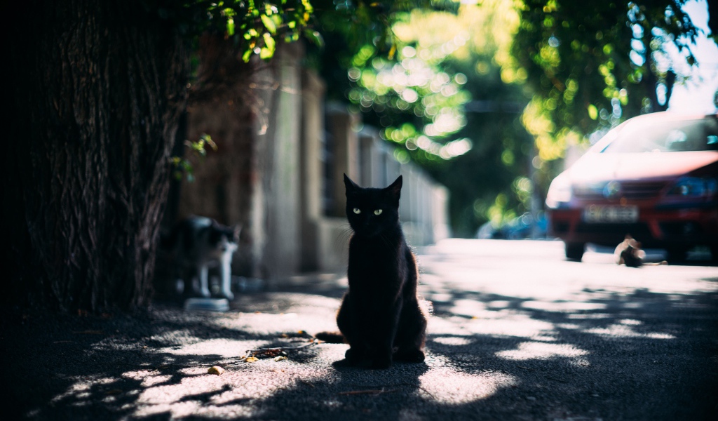 Черный зеленоглазый кот сидит в тени дерева