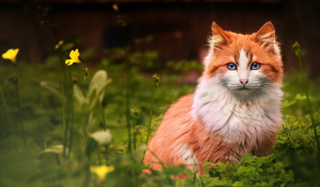 Голубоглазый рыжий кот сидит в зеленой траве