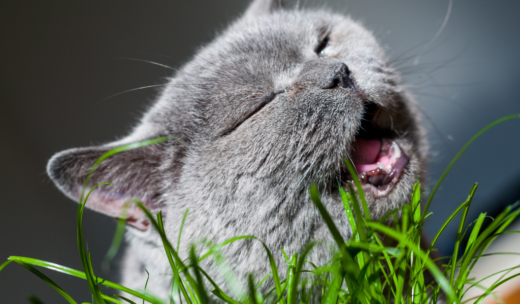 Кот британец грызет зеленую траву