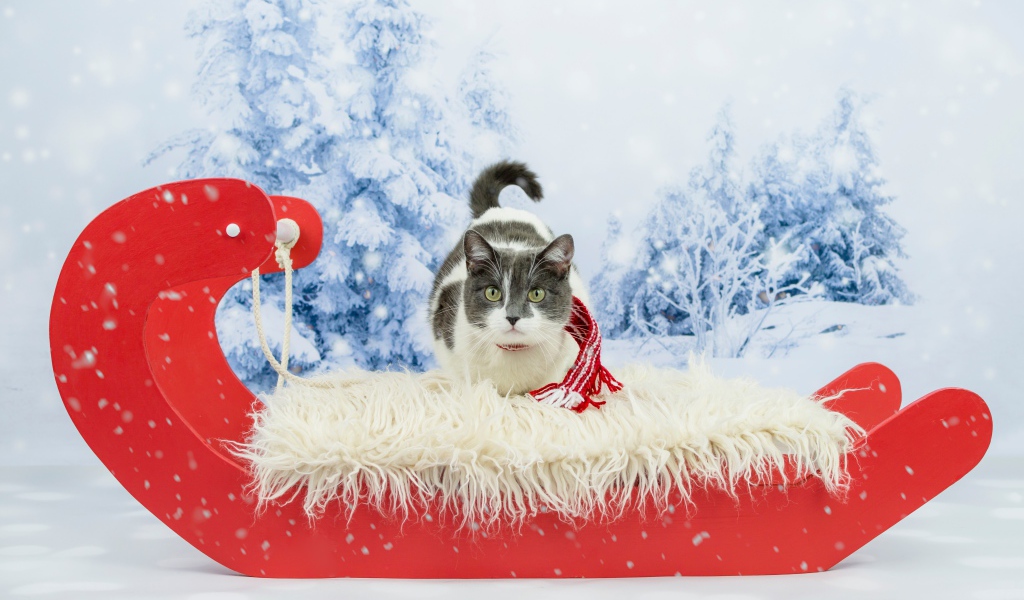 Кот в праздничных красных санях зимой