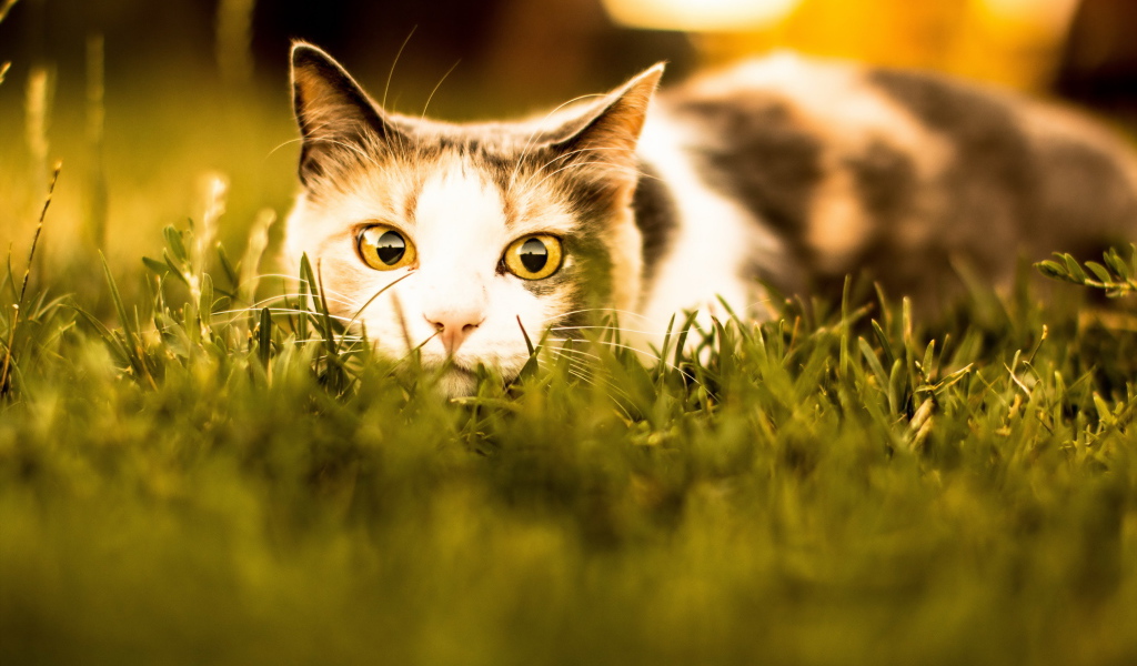 Кошка с желтыми глазами притаилась в траве 