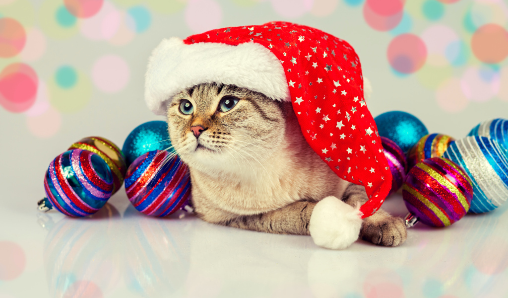 Забавный кот в новогодней шапке с елочными шарами