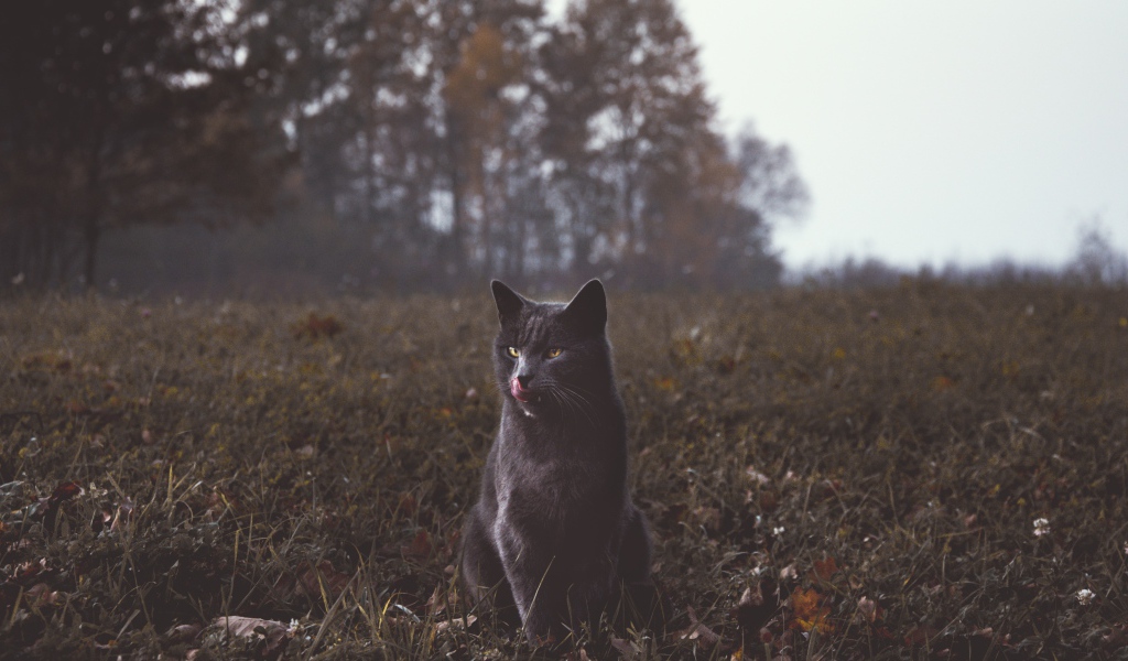 Серый кот видит траве осенью