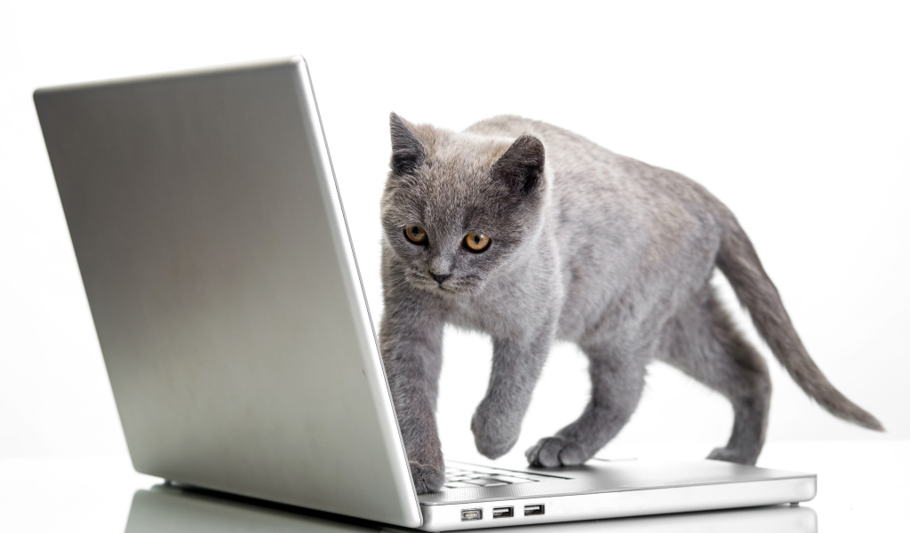 Серый кот стоит на ноутбуке на белом фоне
