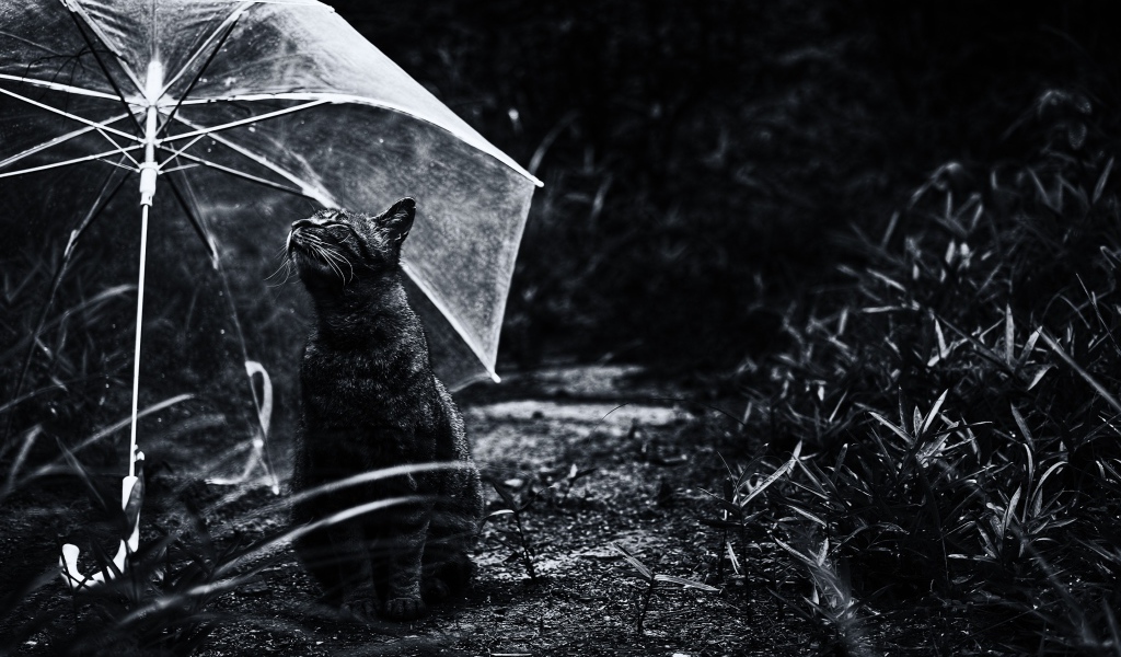 Серый кот под прозрачным зонтом черно - белое фото 