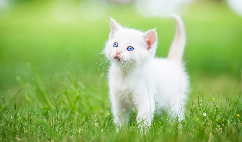 Маленький голубоглазый белый котенок на зеленой траве