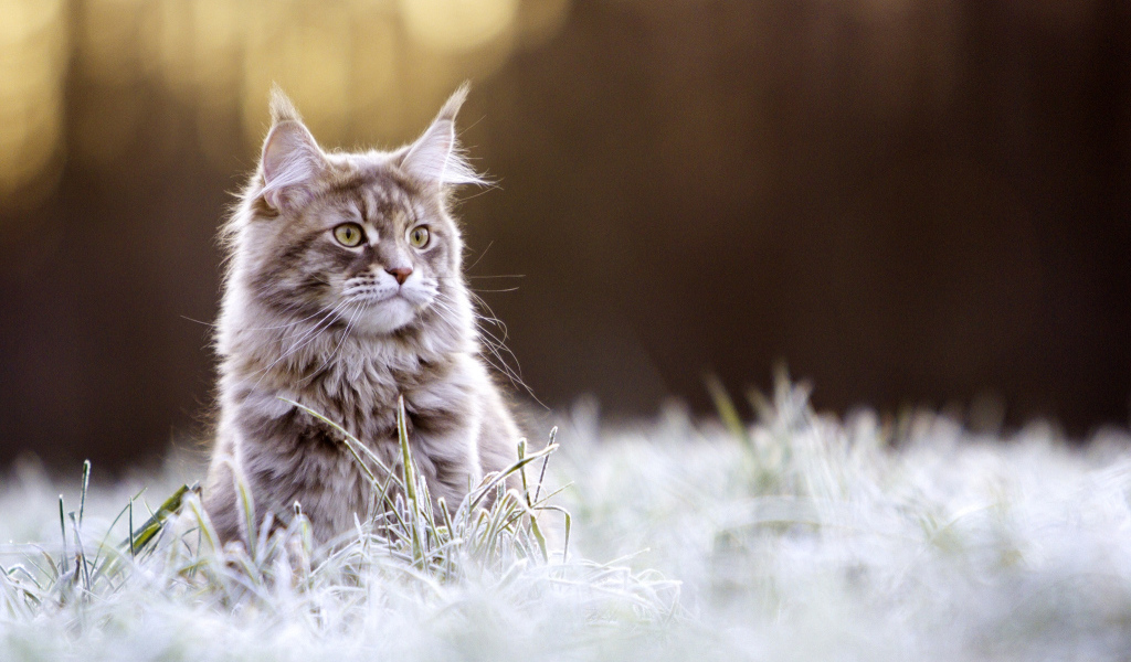 Рыжий кот породы Мейн-кун сидит в покрытой инеем траве