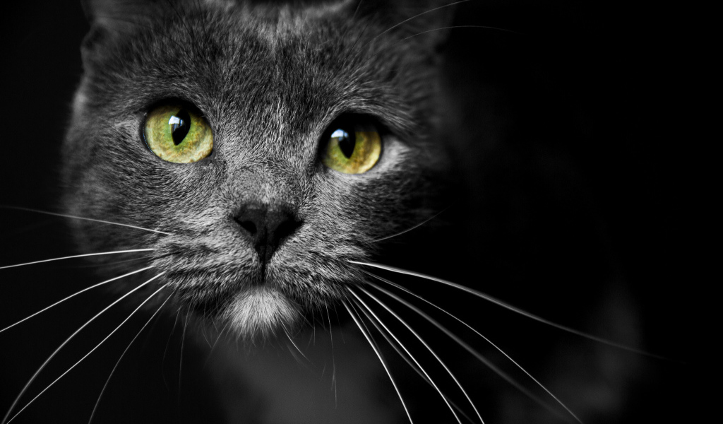 Морда кота с зелеными глазами 