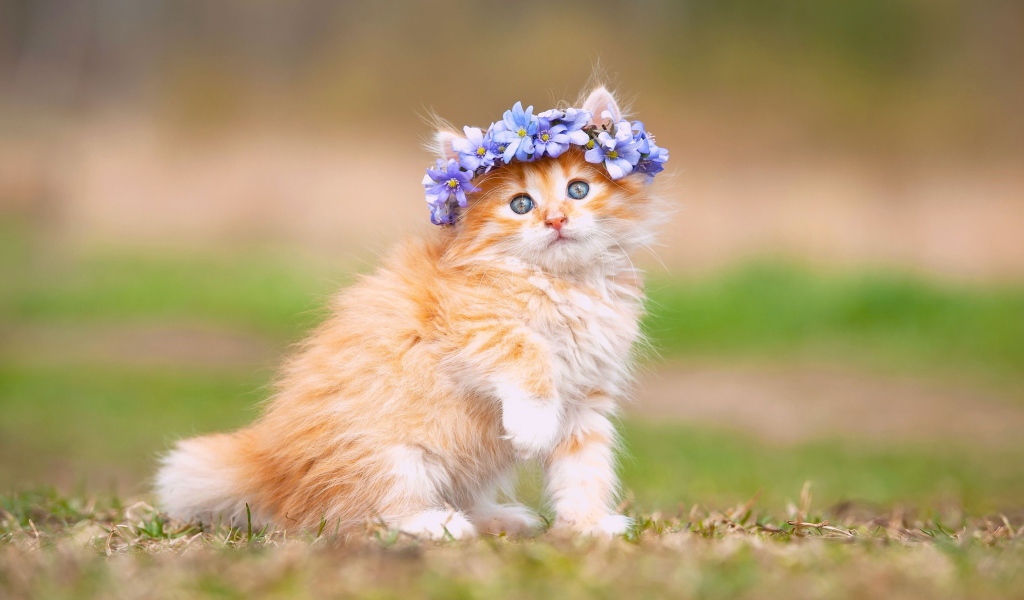 Рыжий пушистый котенок венком из цветов на голове