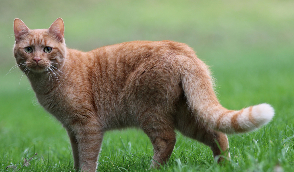 Грустный рыжий кот стоит на зеленой траве