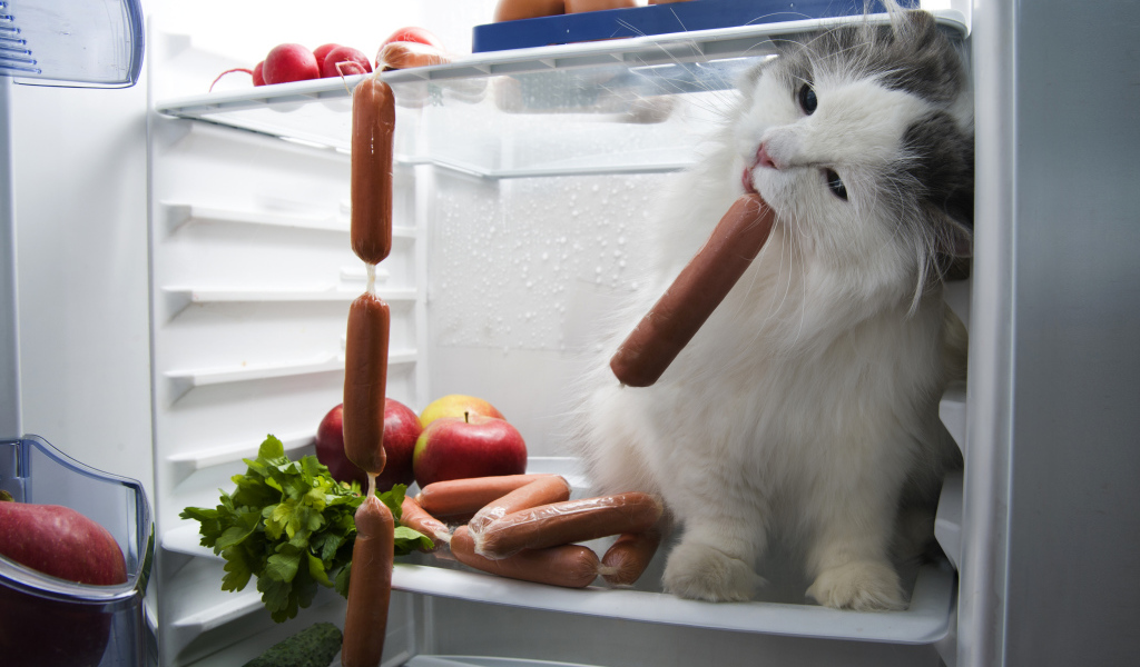 Кот ворует сосиски с холодильника