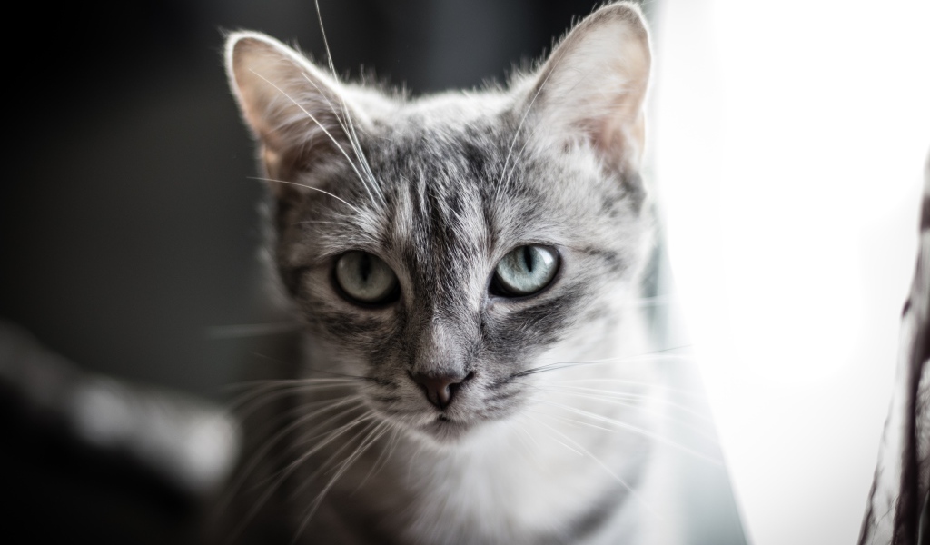 Взгляд серой кошки с большими серыми глазами