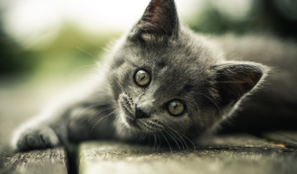 Взгляд маленького серого котенка 