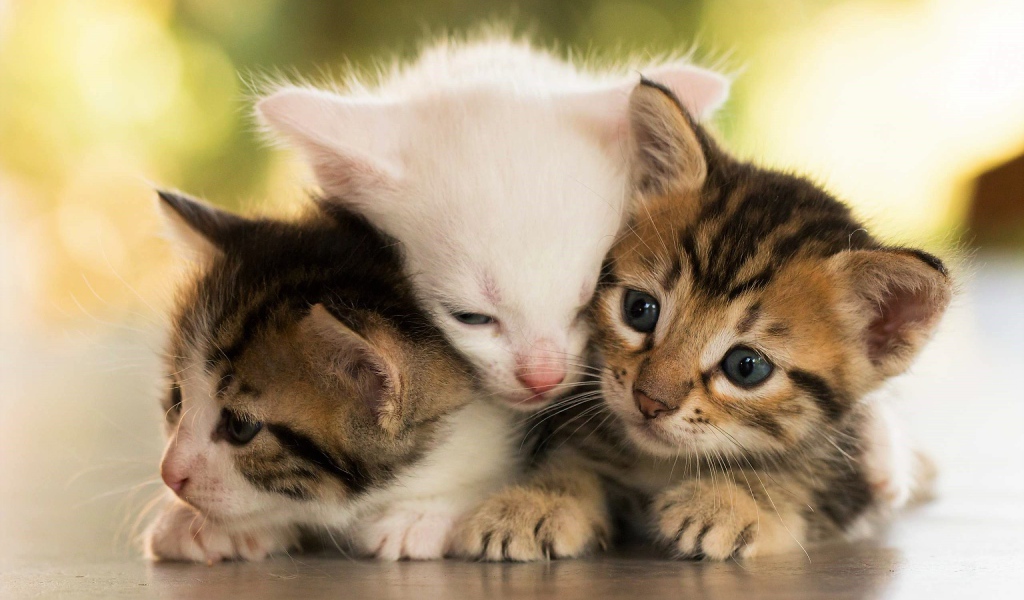 Три маленьких котенка греют друг друга