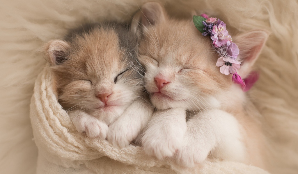 Two cute little kitten