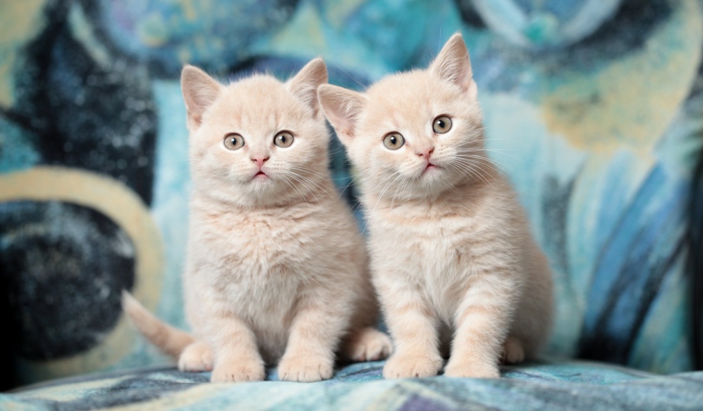 Два милых маленьких рыжих котенка 