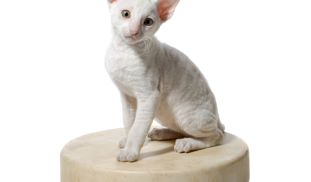 Белый котенок пород Корниш Рекс сидит на круглой подушке