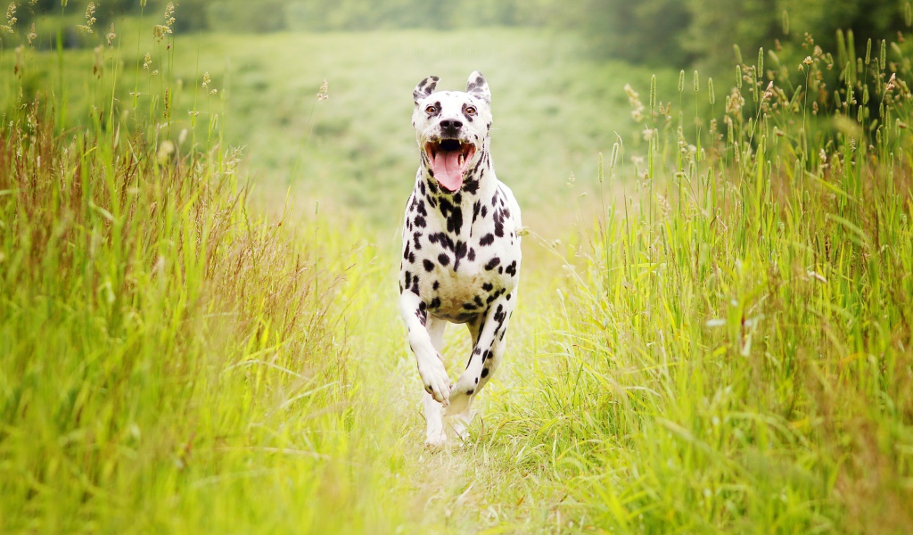 Собака породы далматин бежит по зеленой траве 