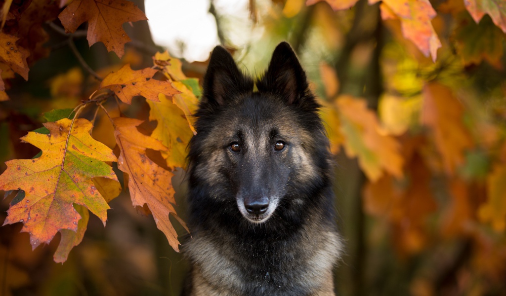 Собака в желтых осенних дубовых листьях