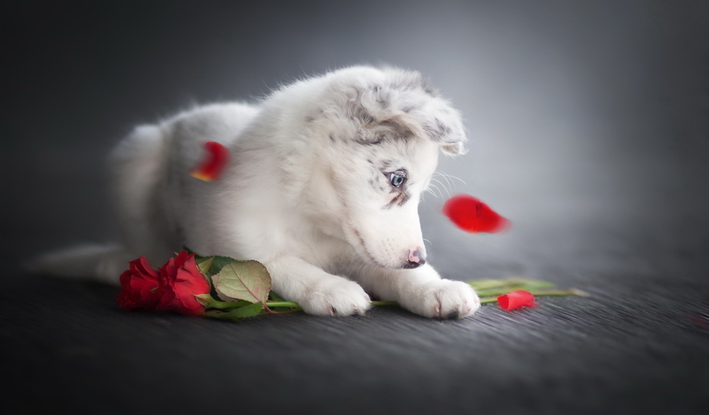 Маленький забавный щенок с красными розами
