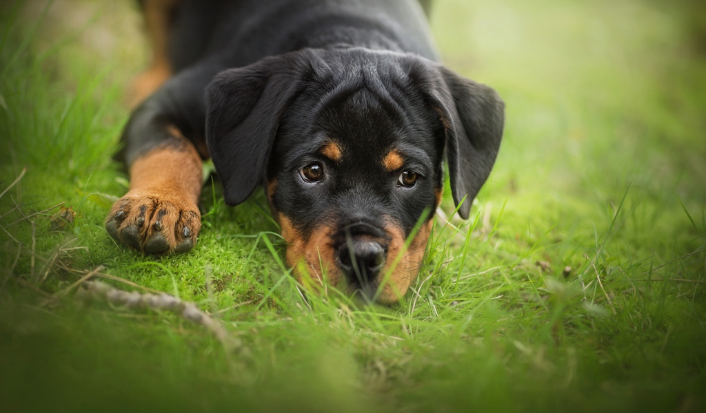 Грустный щенок ротвейлера лежит на зеленой траве