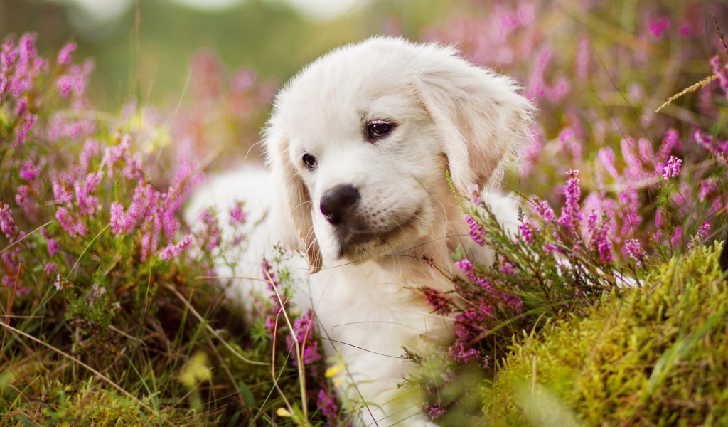 Маленький щенок золотистого ретривера в цветах 
