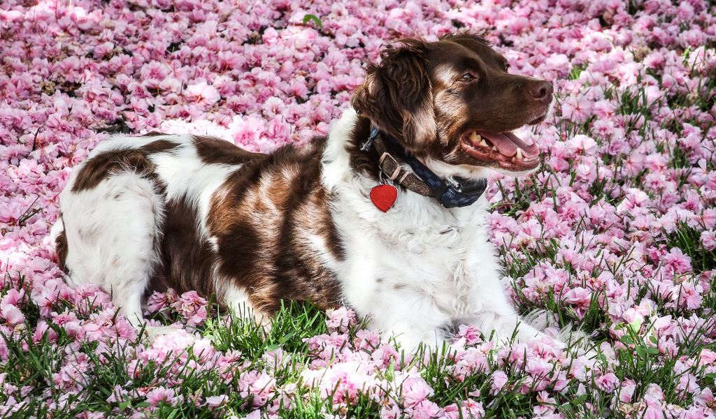 Австралийская овчарка лежит на розовых цветах 