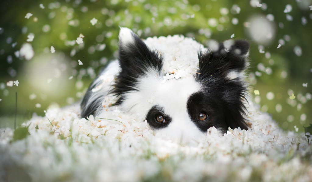 Собака породы Бордер-колли лежит на белых цветах 