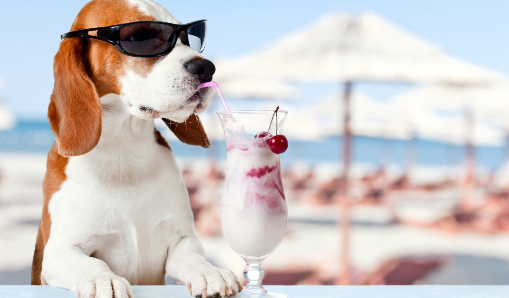 Забавный пес породы бигль в очках пьет коктейль из трубочки