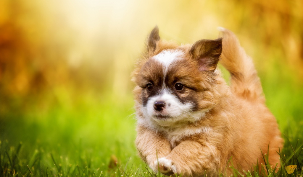 Забавный щенок вельш-корги бежит по зеленой траве