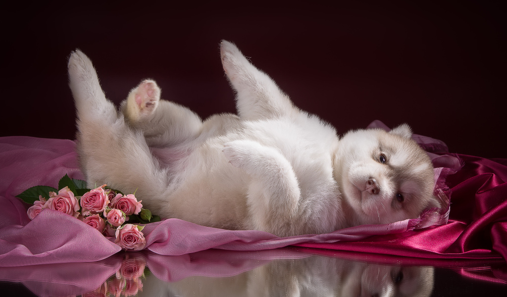 Маленький милый щенок хаски на розовом покрывале 