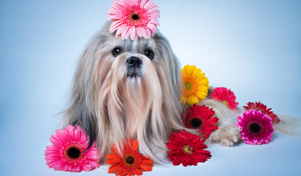 Милая собака породы ши-тцу с разноцветных цветах герберы
