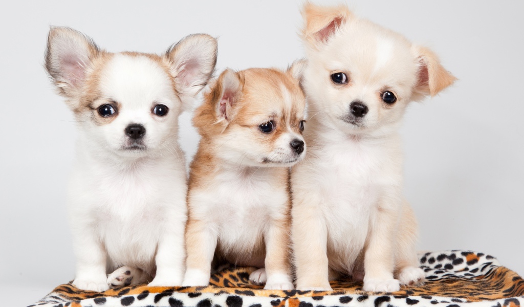 Три милых щенка чихуахуа на сером фоне