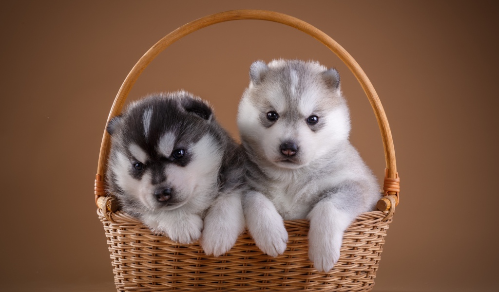 Два милых щенка хаски в плетеной корзине