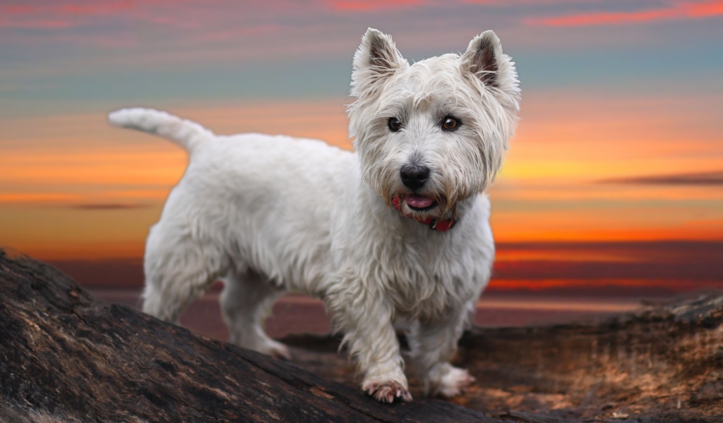 Белый забавный щенок вест-хайленд-уайт-терьер на фоне неба