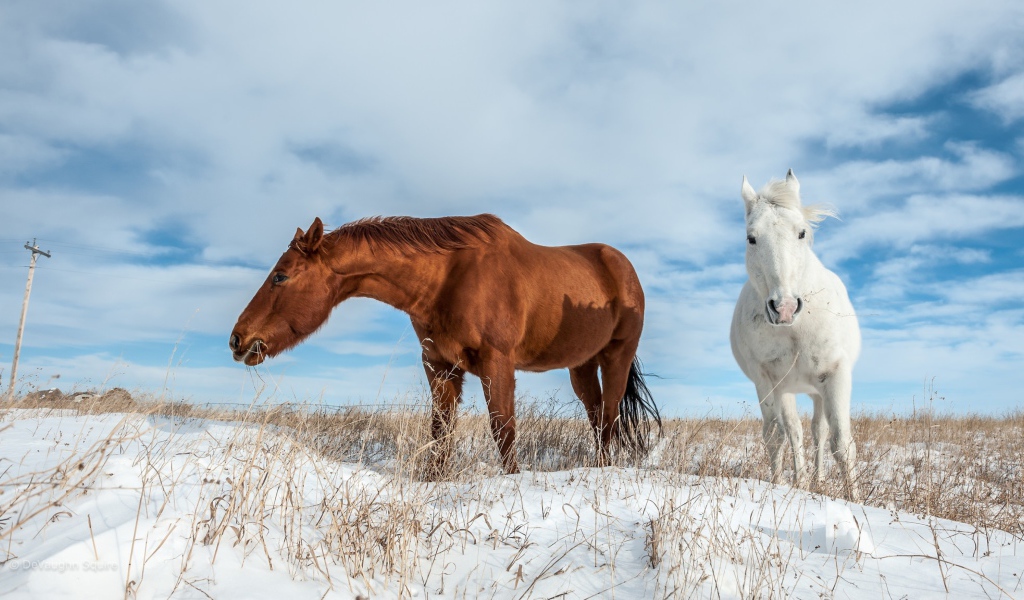 Белая и коричневая лошадь пасутся на покрытом снегом поле 