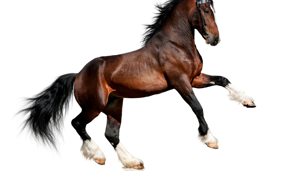 Красивый коричневый конь на белом фоне
