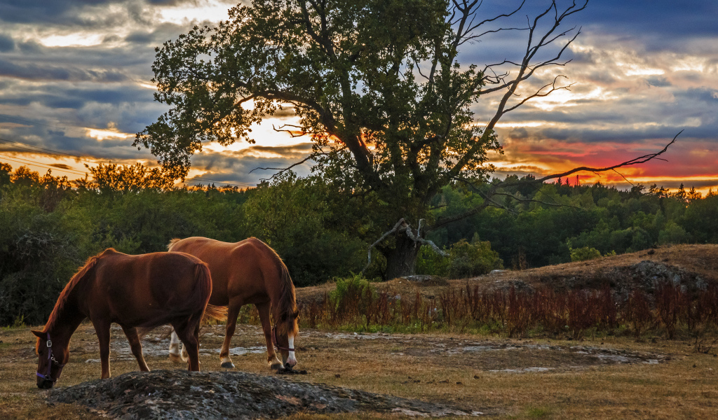 Две коричневых лошади пасутся на закате солнца