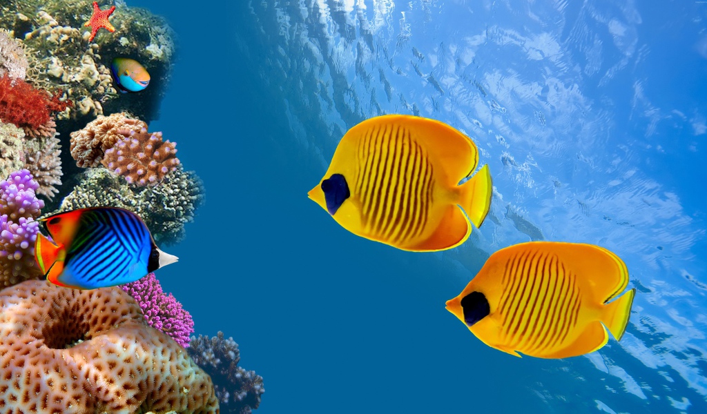 Морские разноцветные рыбы-бабочки в воде 