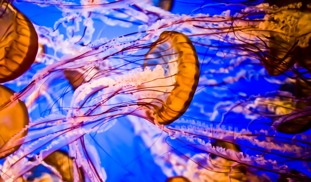 Разноцветные медузы под водой крупным планом