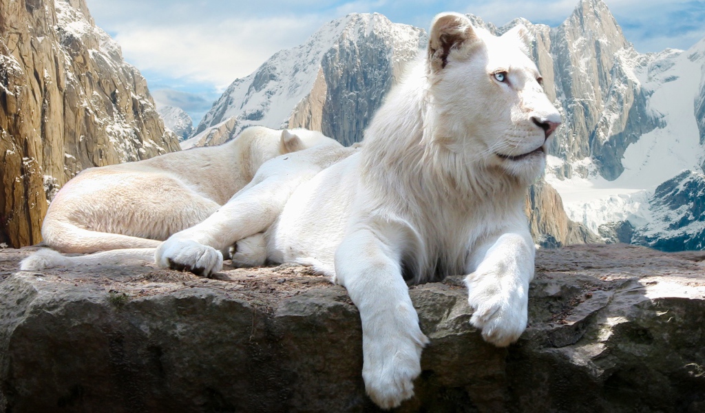 Голубоглазая белая львица на камне  