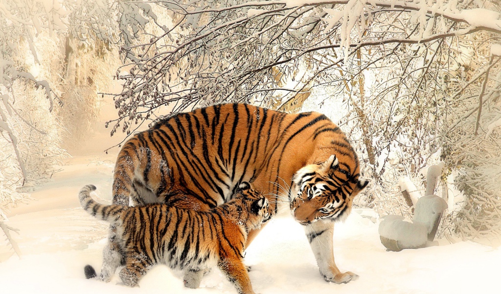 Мама тигрица с маленьким тигренком зимой 