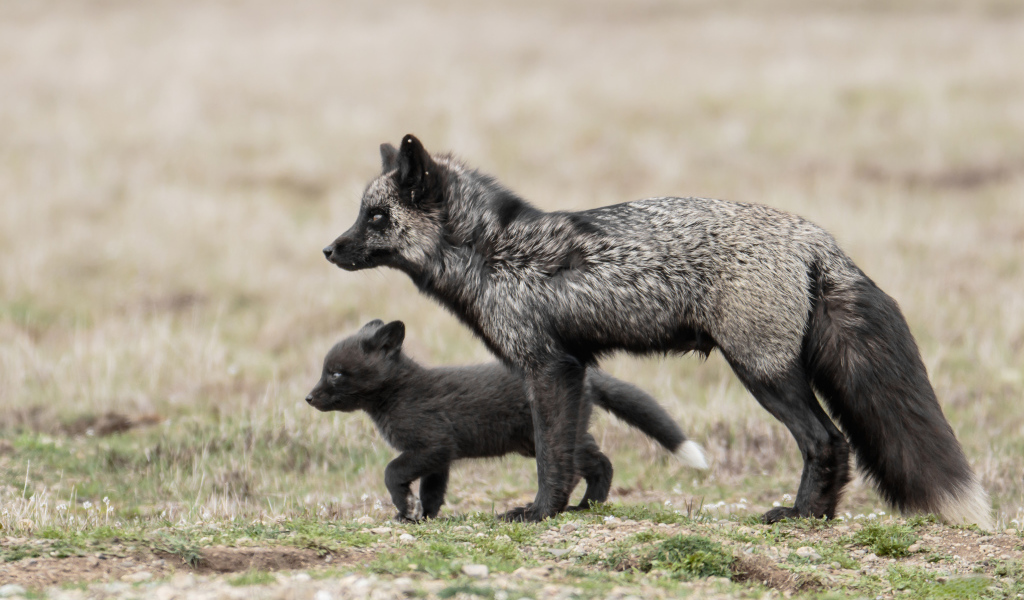 Black fox with small baby