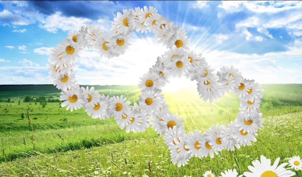 Beautiful hearts of white daisies
