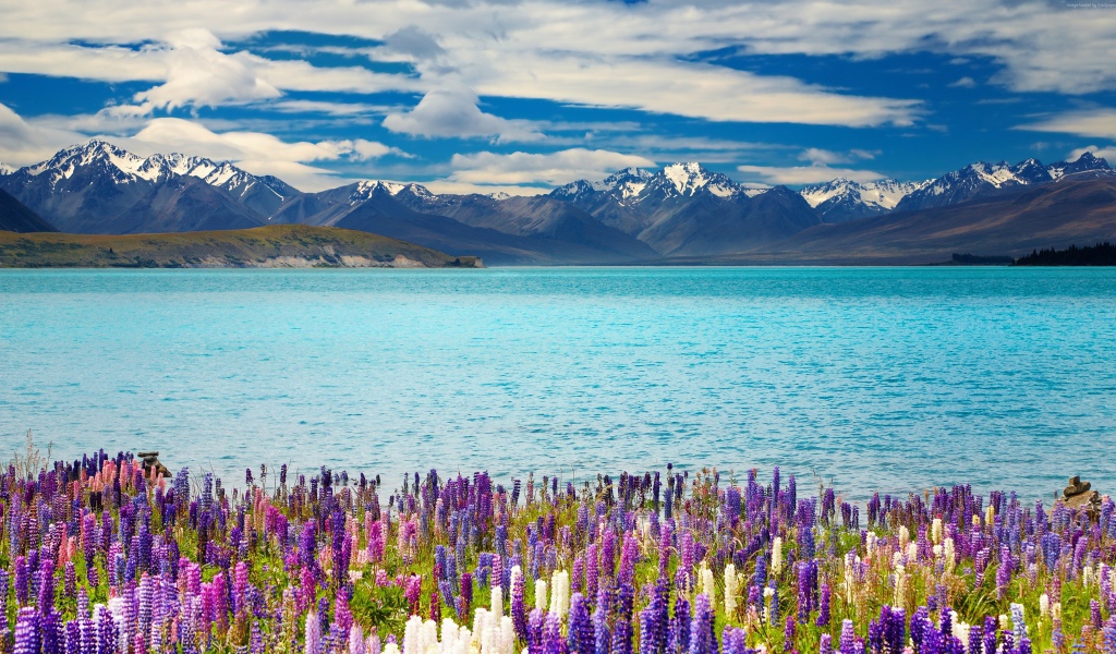 Красивые цветы на берегу озера Текапо на фоне гор, Новая Зеландия