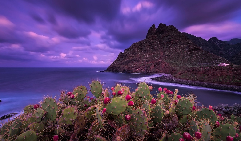 Кактусы на побережье на фоне красивого фиолетового неба