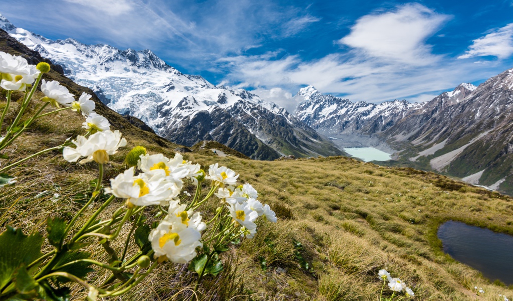 Flowers of buttercup on mount Mount Cook, National Park in New Zealand