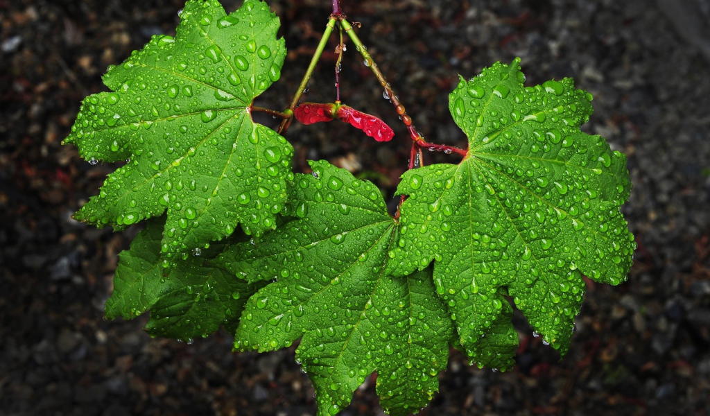 Зеленые листья клена в каплях дождя 